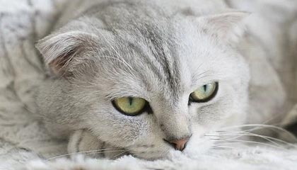 开云esports-法甲焦点：裁判判罚引发争议，裁判最新规则