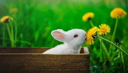 开云esports-法甲焦点：裁判判罚引发争议，裁判最新规则